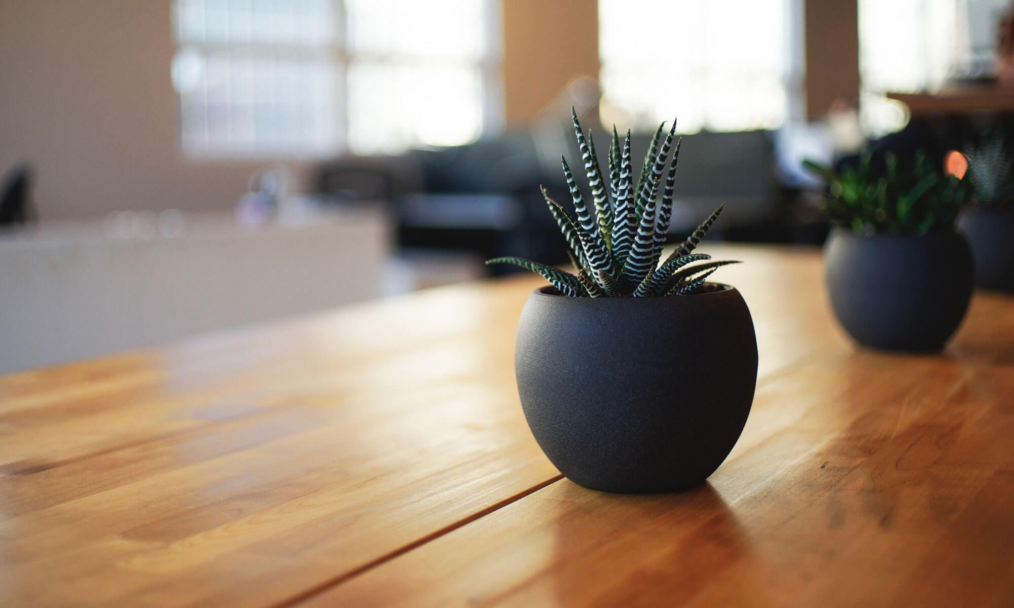 Close-up of small dark potted succulent plants on a wooden table with a blurred bright room in the background, calm neutral tones